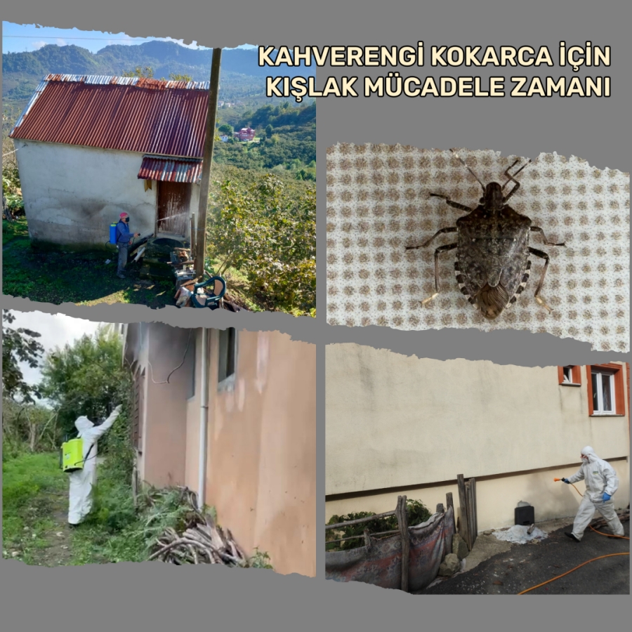 Kokarca Mücadelesinde Dikkat Edilecek Hususlar