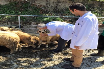 Kurban Satış Yerlerinde Gerekli Tedbirler
