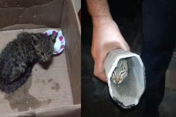 Elektrik direğinin içine sıkışan kedi 1 hafta sonra