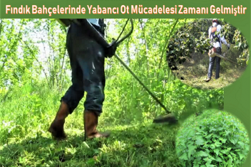 Yabancı Ot Mücadelesi Uygulamalarına