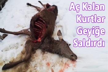 Aç Kalan Kurtlar Geyiği