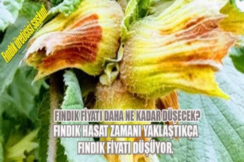 Fındık Fiyatı Düşüşe