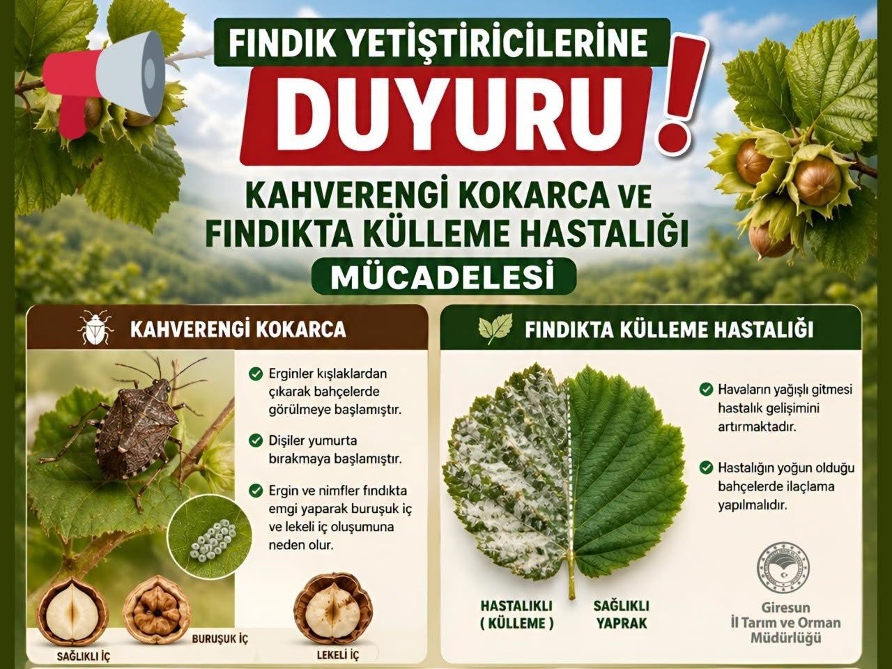 KAHVERENGİ KOKARCA VE FINDIKTA KÜLLEME HASTALIĞI MÜCADELESİ