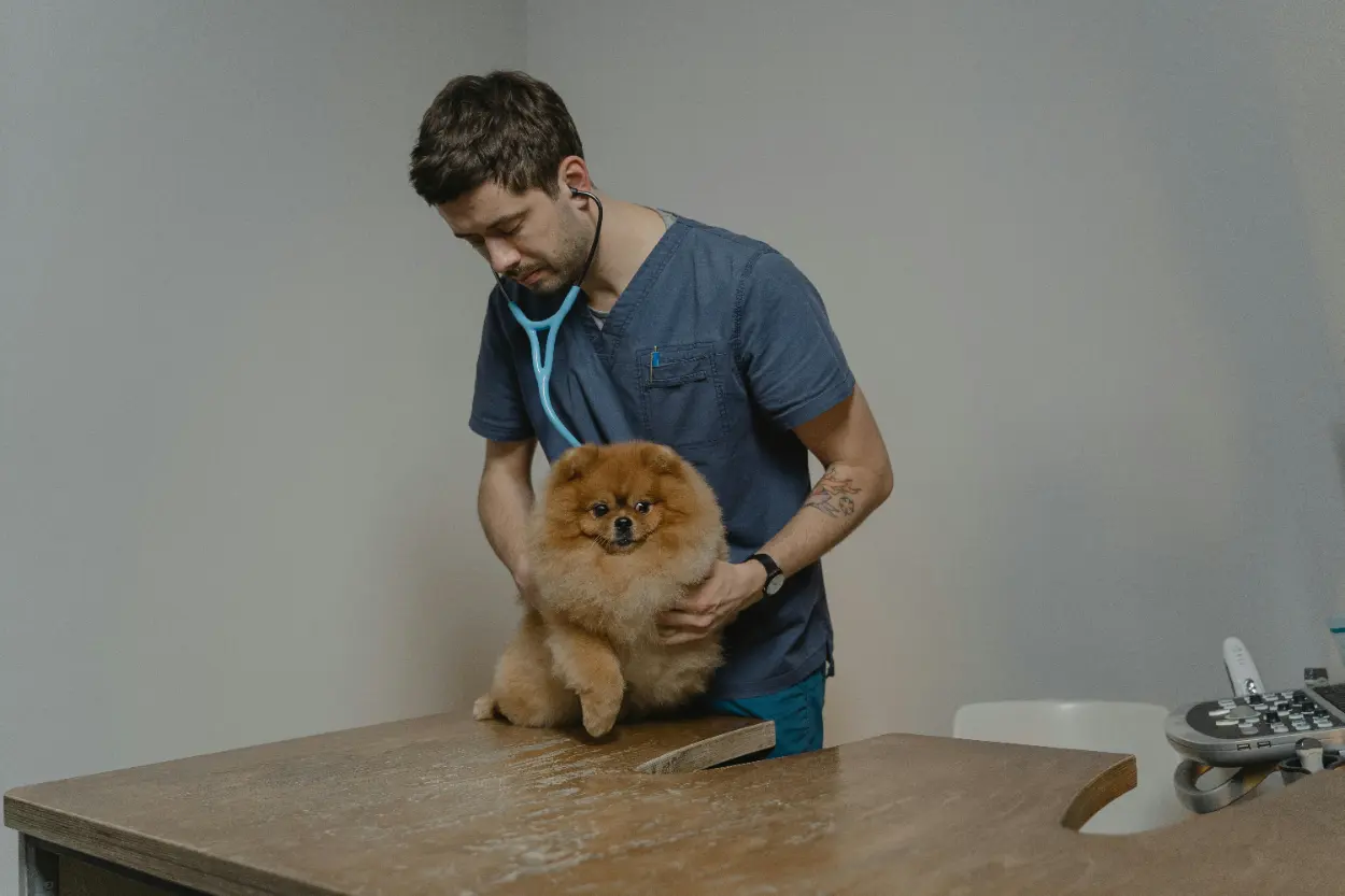 Fikirtepe Veteriner: Kedi Ve Köpek Sağlığı İpuçları